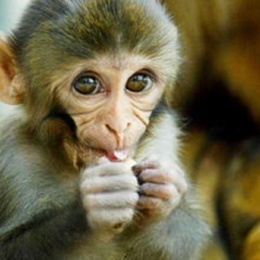 Alcune scimmie avrebbero l’anatomia adatta per parlare… il problema però è che non parlano!