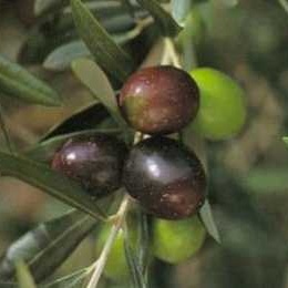 Olive in Salamoia