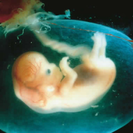 Andatelo a dire agli abortisti: il bambino sente dolore anche all’inizio della gravidanza…