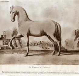 Il Cavallo Napolitano